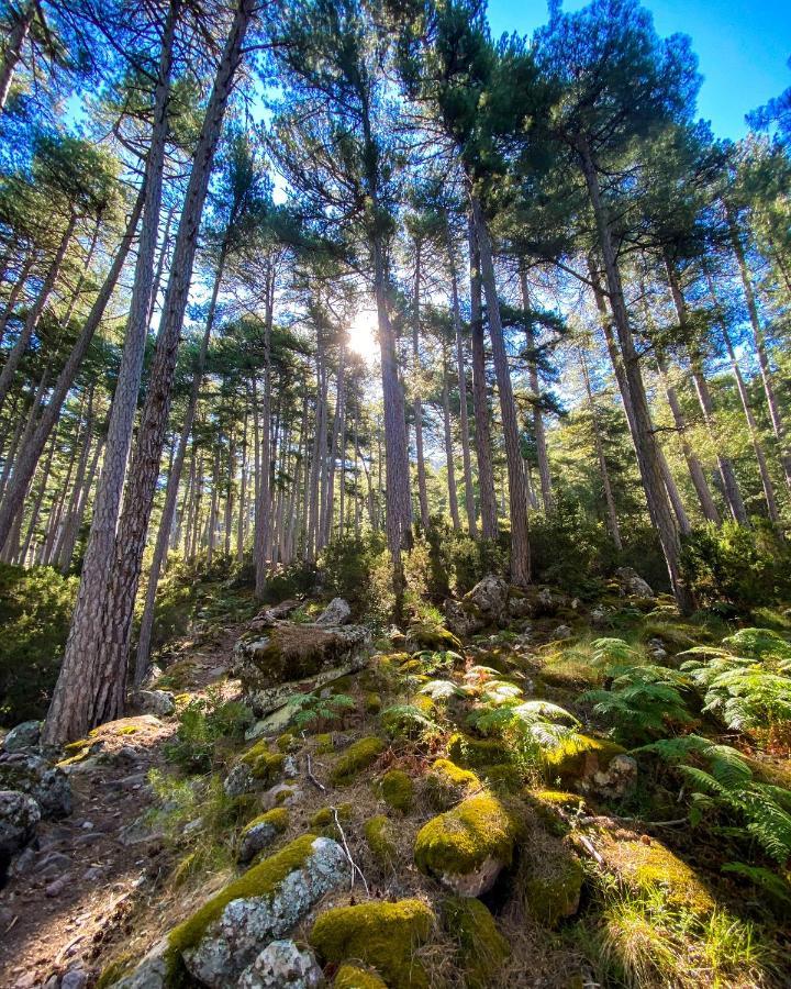 Auberge De La Foret Bonifatu Calenzana Kültér fotó